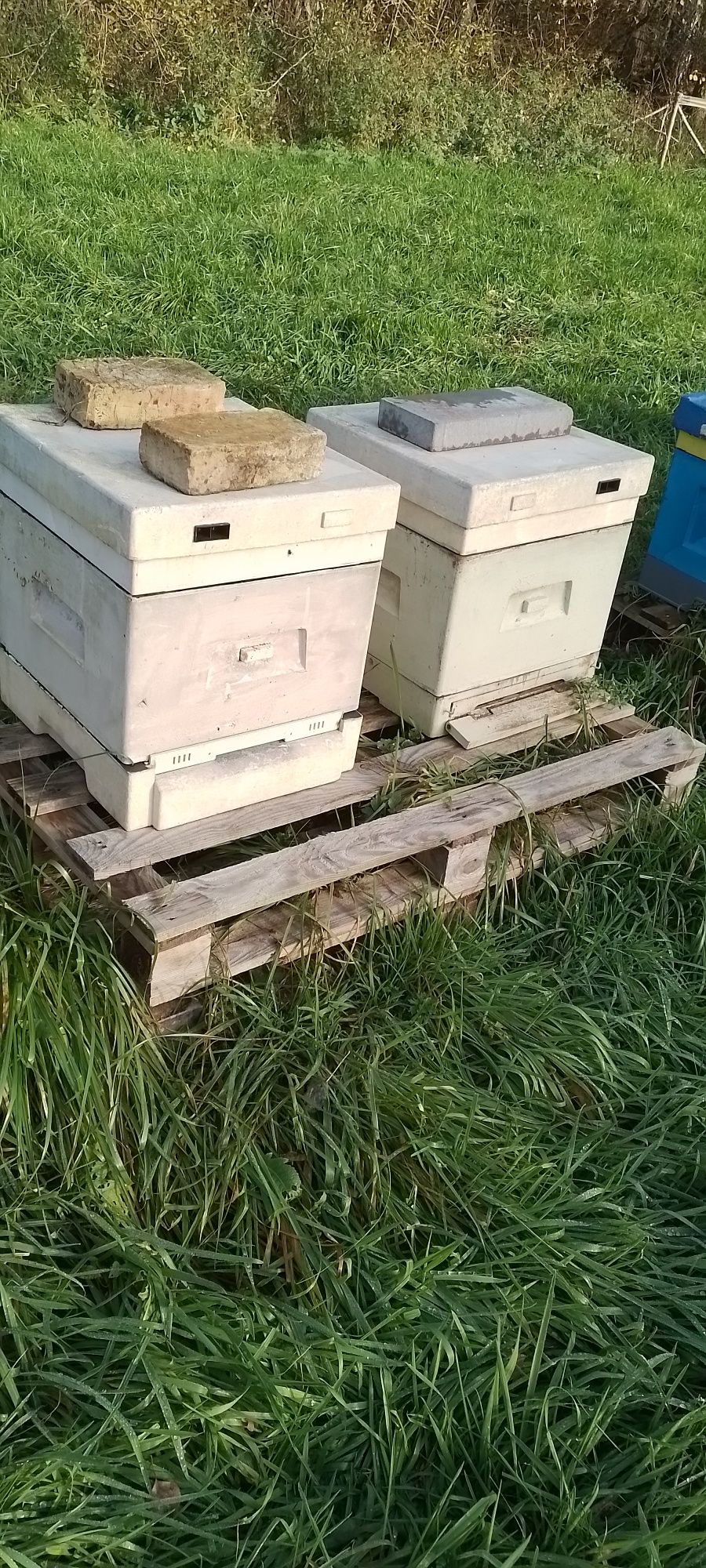 Pszczoły, rodziny, ule 10 ramkowe wielkopolskie