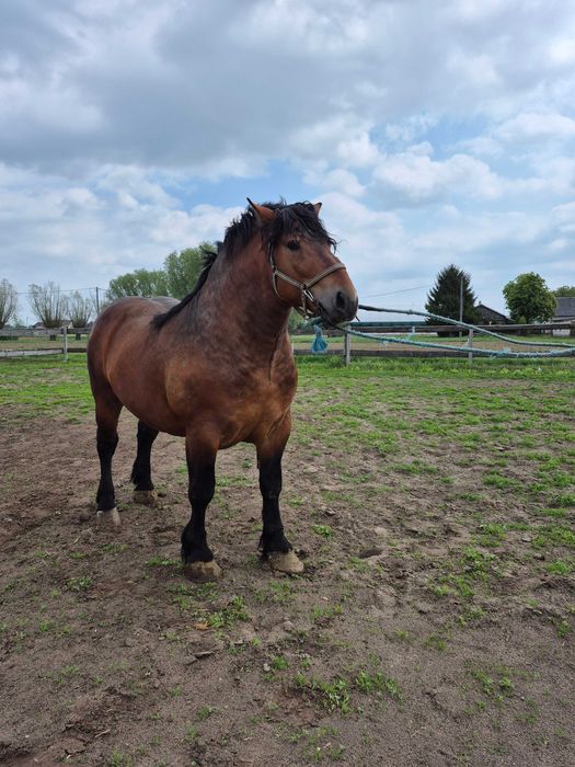 Ogier zimnokrwisty gniady