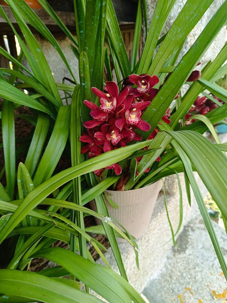 Vaso de orquídeas