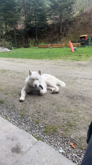 Sprzedam Husky syberian cena