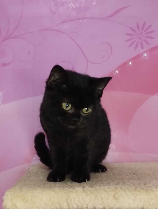 Шотландська ШОКОЛАДНА чистокровна принцеса  з ВАКЦИНАЦІЄЮ