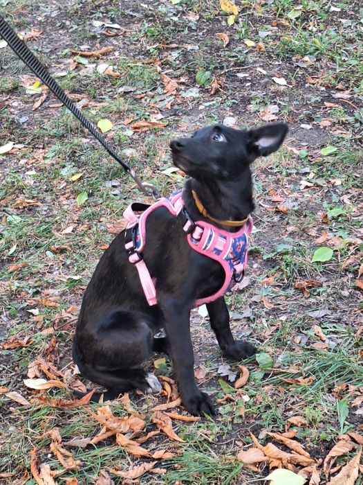 Ищу для малышки любящую семью.