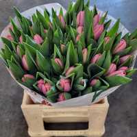 Tulipany tulipan  nie żonkil świeże dostępne kolory - DUŻO ŻÓŁTEGO!