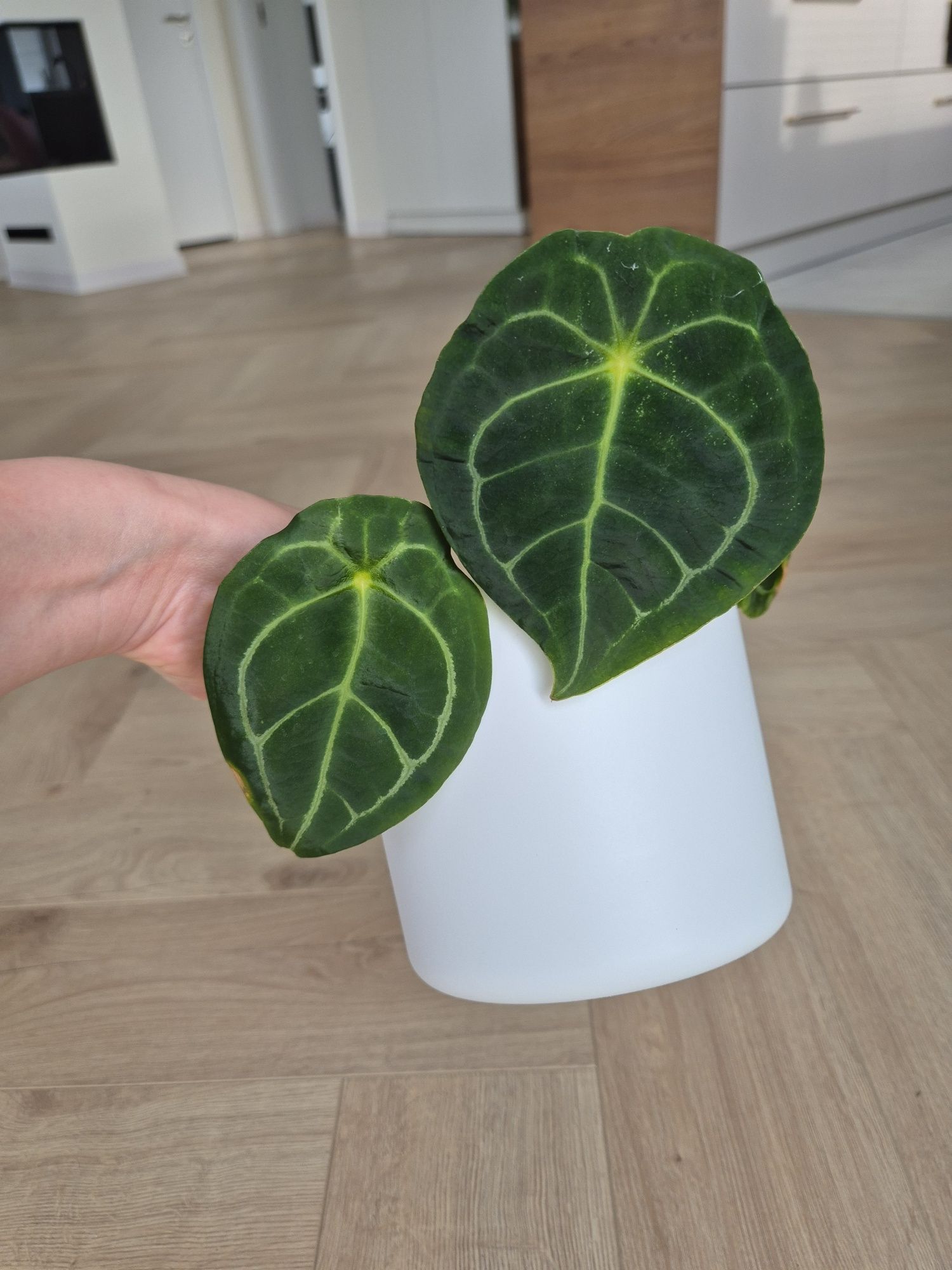 Anthurium Forgetii Dark x