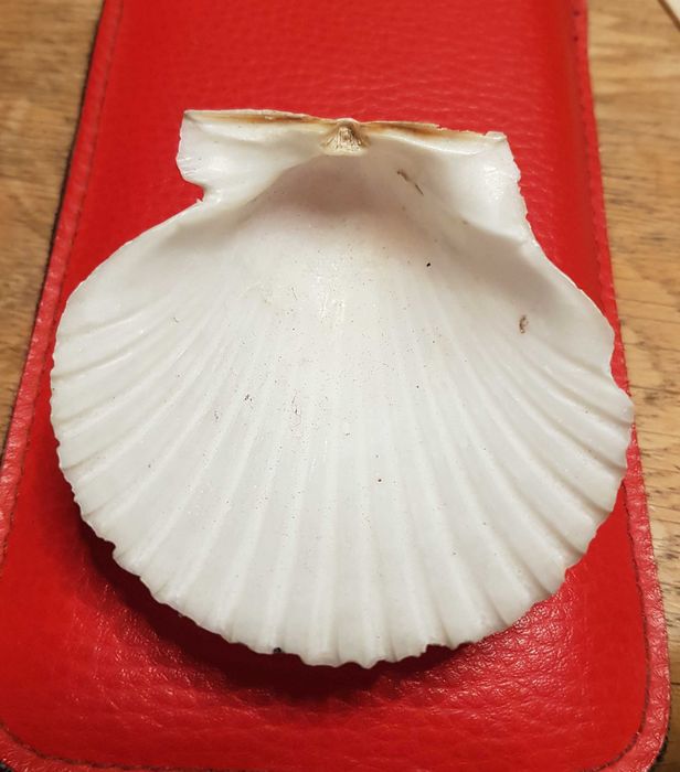 Muszla Małży Morska Św. Jakuba  6,7 x 6,7 cm