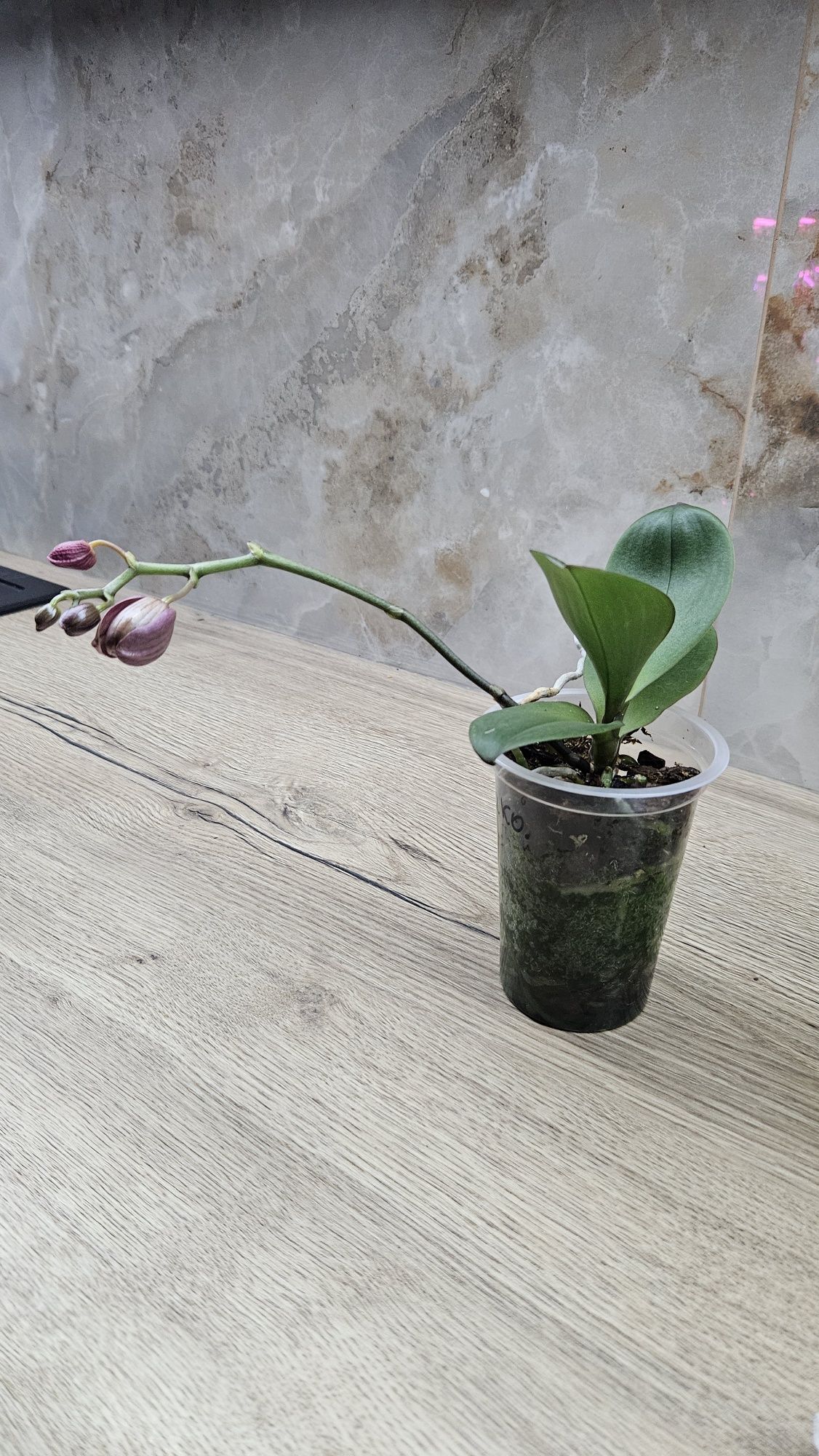 Продам орхідеї фаленопсис,дендробіум