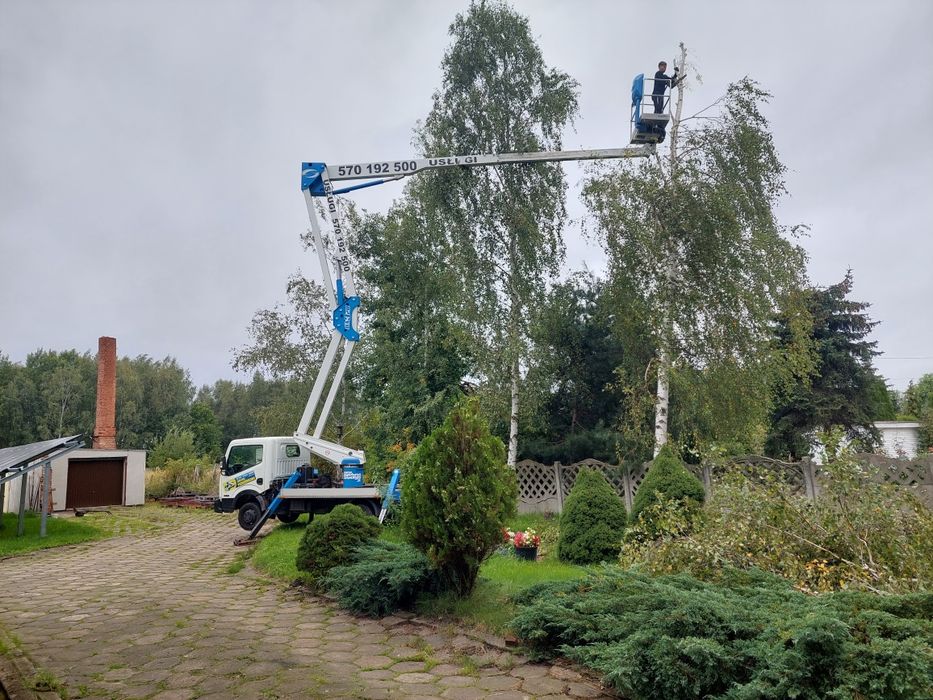 Przycinanie drzew wycinka usługi rębak frezowanie korzeni