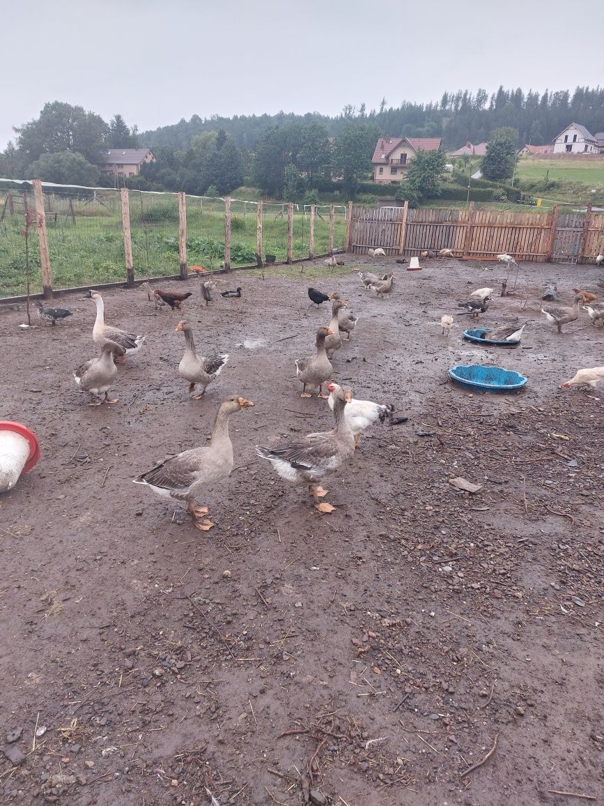 Na sprzedaż gęsi lades.200 zł.sztuka.