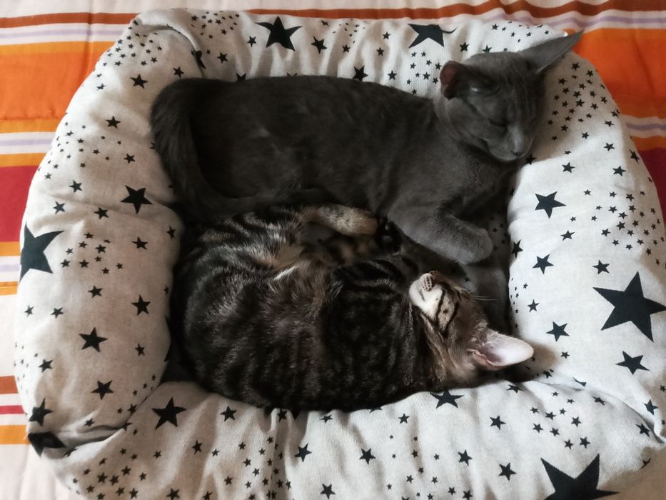 Gatos para doacao