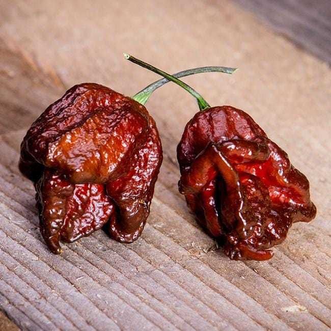6 sementes de Pimenta Carolina Reaper Chocolate