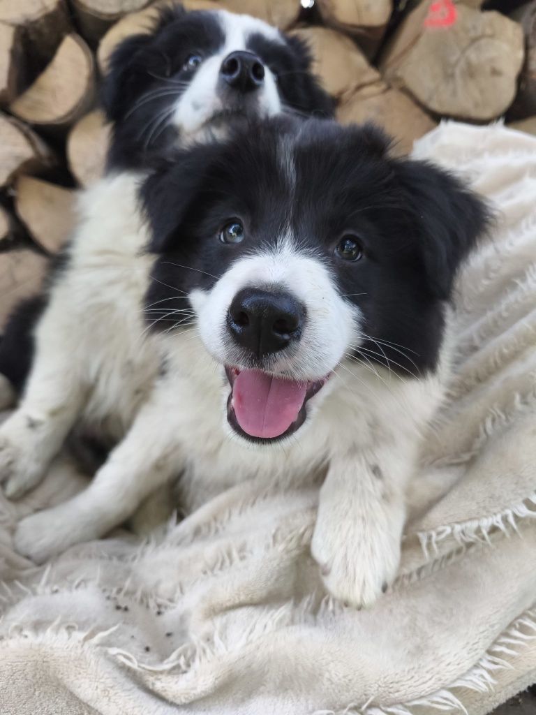 Border Collie Czarno Biały Samiec