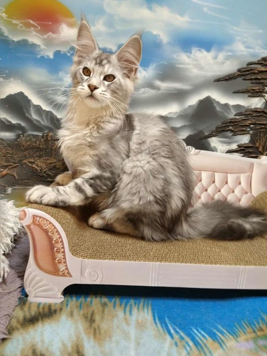 Piękny srebrny kocur Maine coon