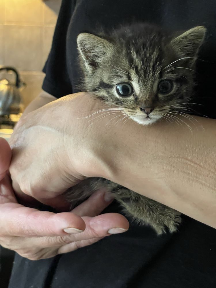 Кіт, котик, кошеня