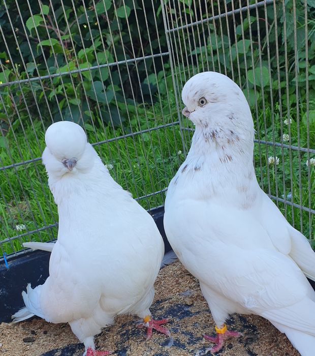 English long face angielski long faced angielski średniodzioby