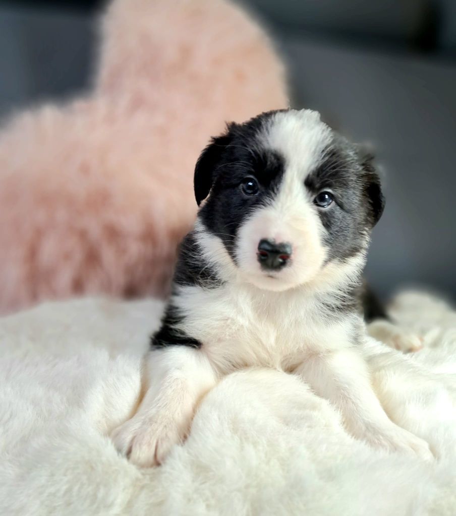 Śliczna suczka Border collie