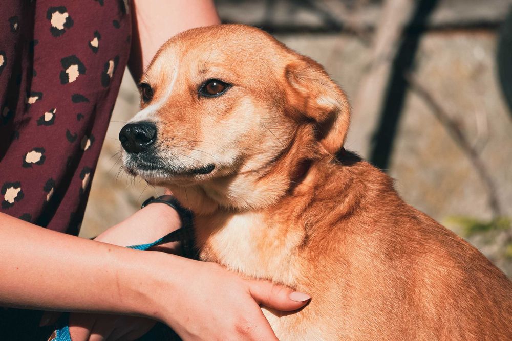 Medo - fajny psiak szuka domu