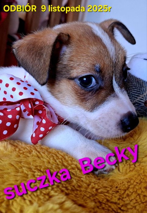 Suczka Jack Russel Terrier odbiór 9 listopad2025r RODZICE W HODOWLI