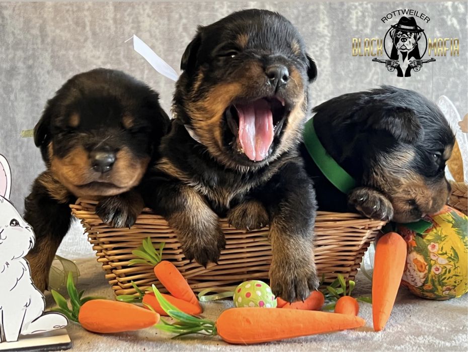 Щенки ротвейлера крови известных питомников