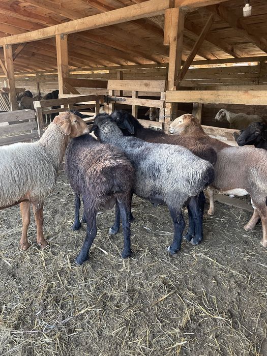 Курдючні барани