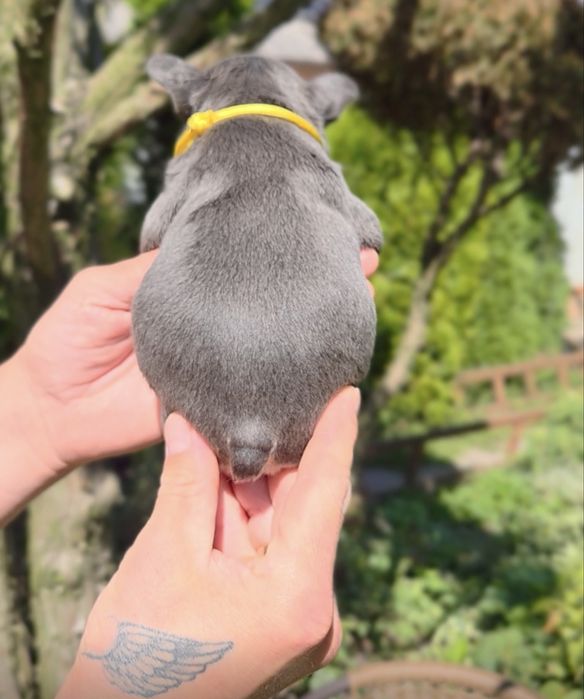 Мини французики в Киеве