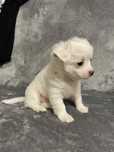 Piesek chihuahua