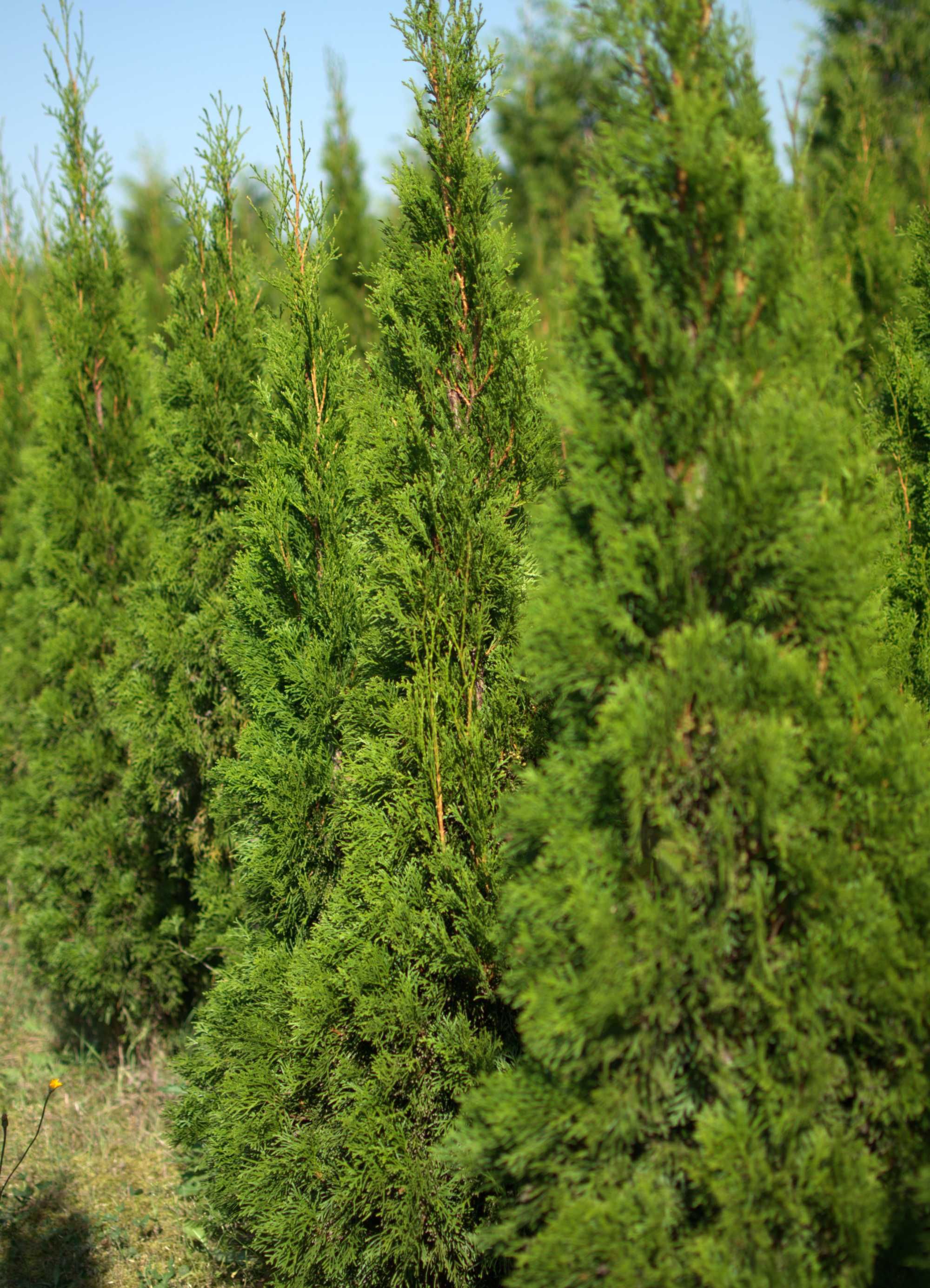 Thuja tuja smaragd szmaragd 100 120 cm kopana z gruntu