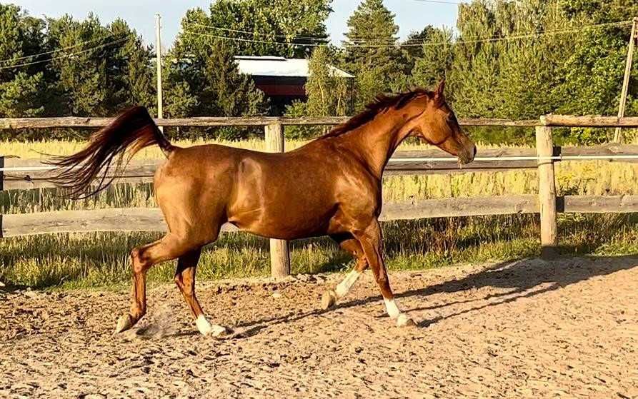 Piękna klacz arabska - okazja!