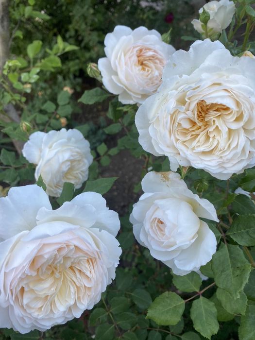 Розы английские