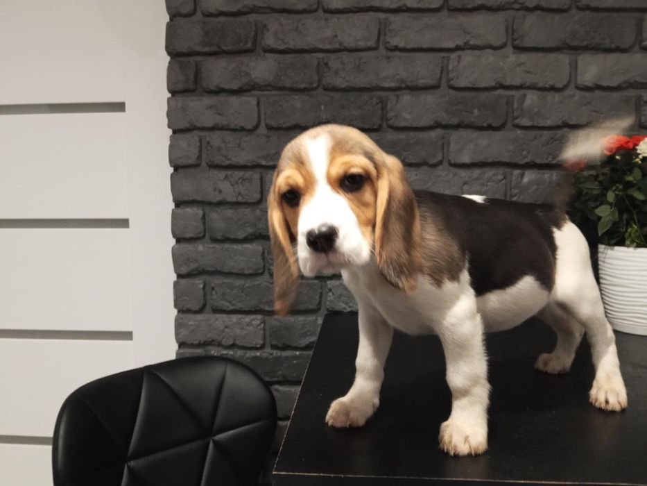 Sunia rasy Beagle z Rodowodem 3pokoleniowym