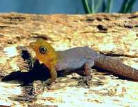 Гонатодес Антильский мини-гекконы