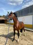 Poldro Lusitano X Hannoveriano