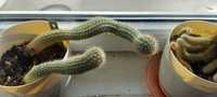 Kaktus kaktusy w doniczce