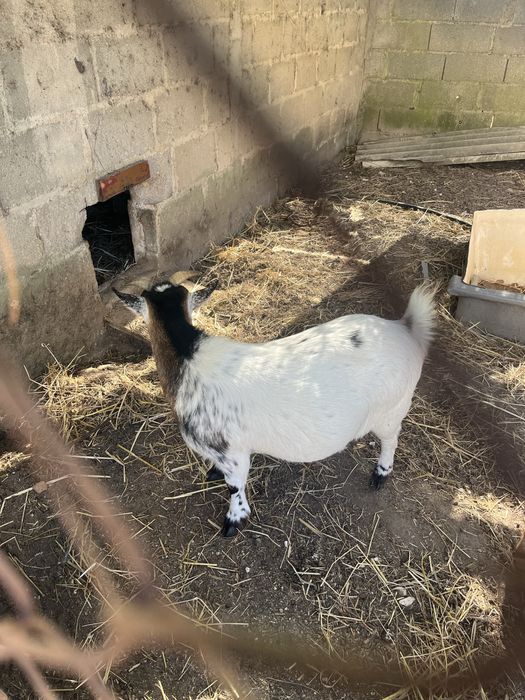 Cabras anãs - 2 fêmeas - 4 anos e 3 anos