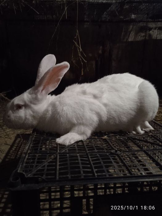 Кролі продам (самці)термони