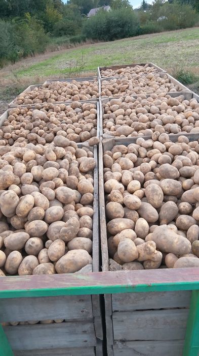 Ziemniaki Soraja kaliber 35/45