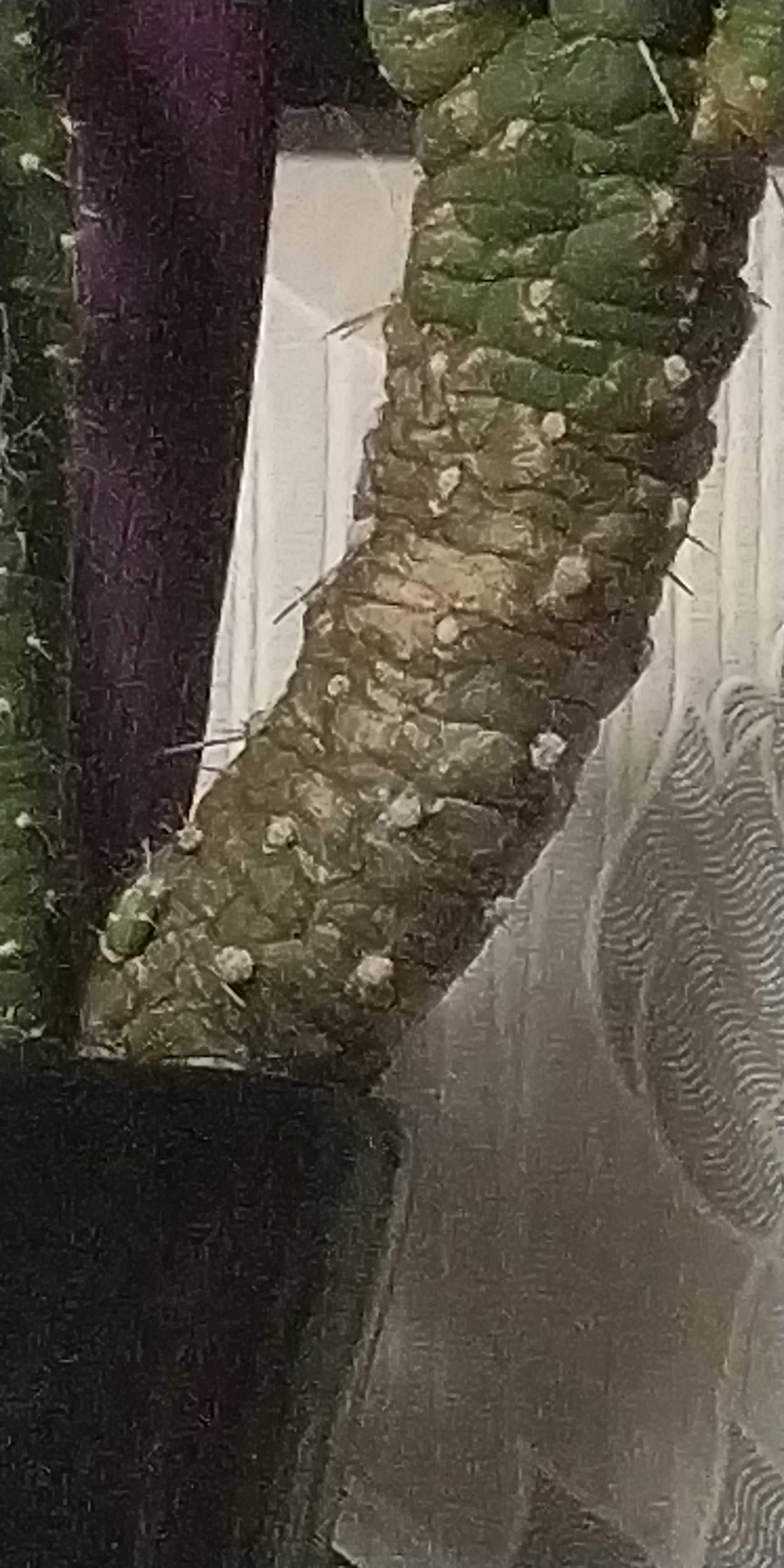 Okazały Kaktus staruszek cristata subulata 45cm