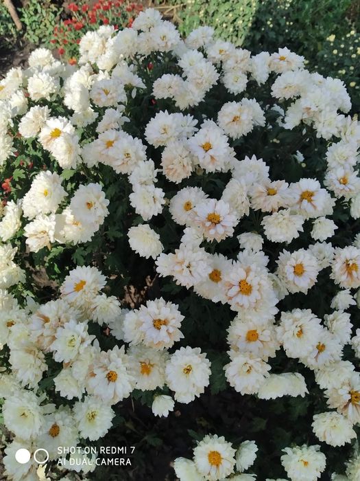 Шаровидні та корейські хризантеми.