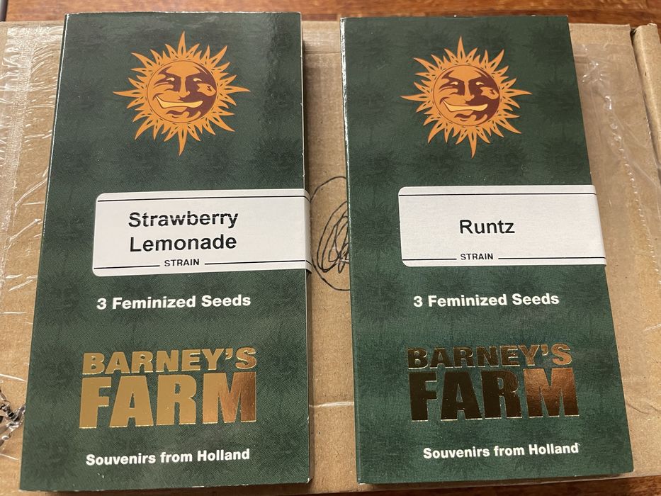 Nasiona cannabis Runtz Strawberry Lemonade
