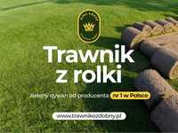Trawnik z rolki ogrodowo sportowy/ trawa w rolce/ trawa/ plantacja