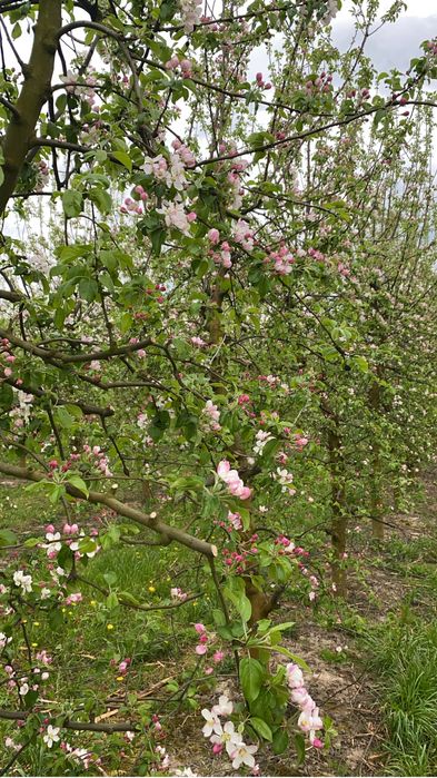 Sad jabłoniowy mlody