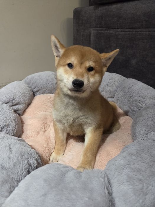 Shiba inu piesek szczeniak