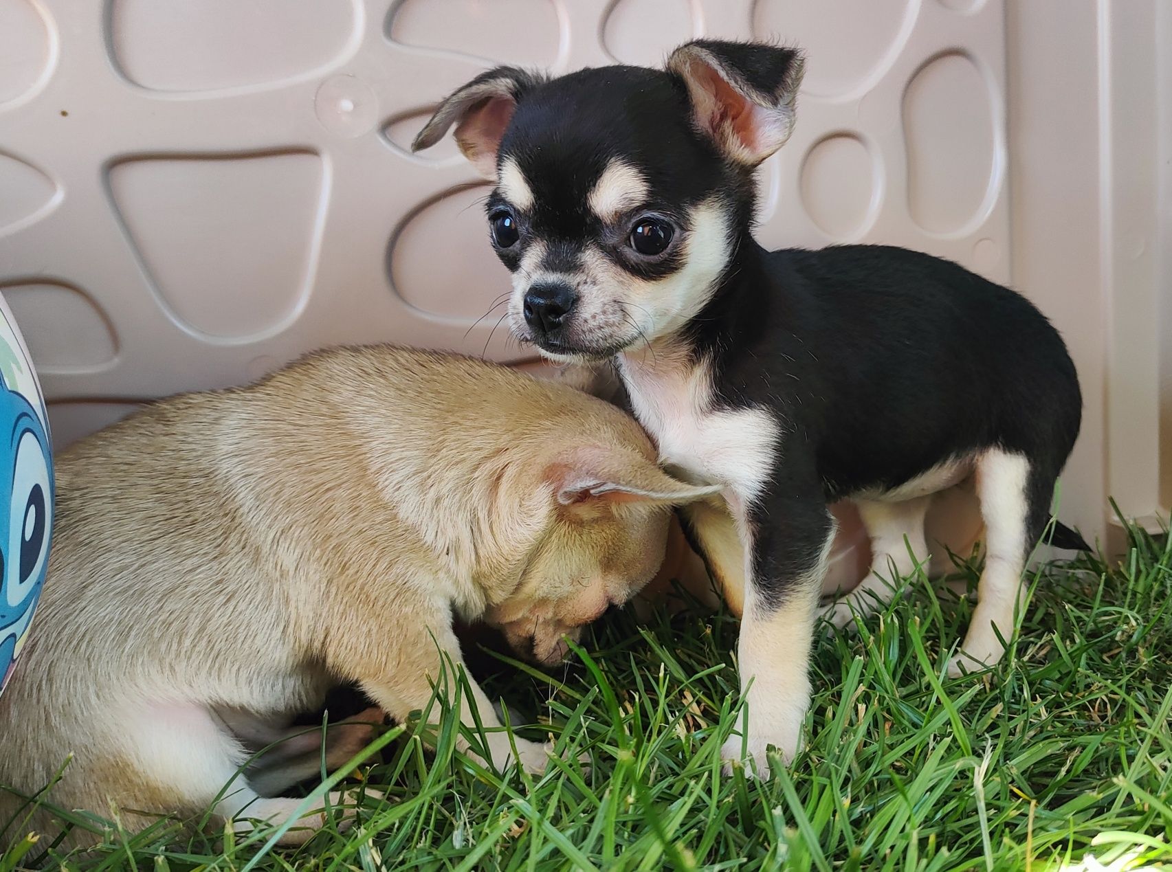 Chihuahua beżowy piesek kdótkowłosy