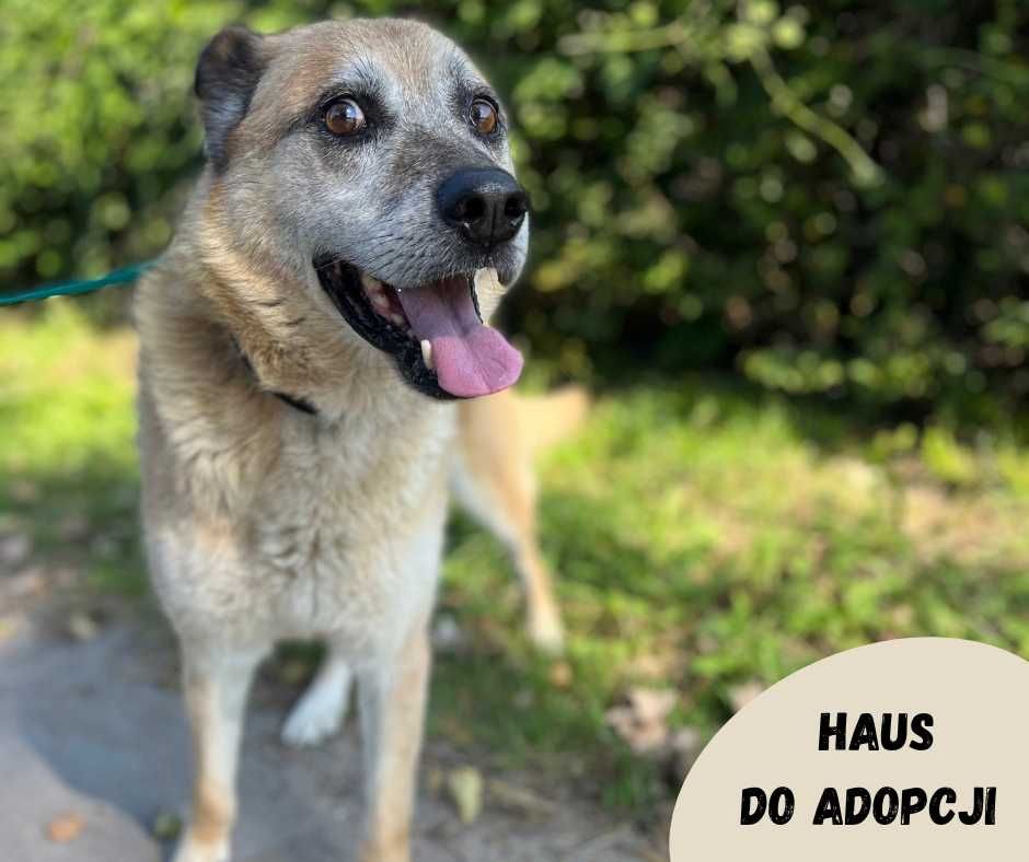 Wesoły Haus do adopcji!