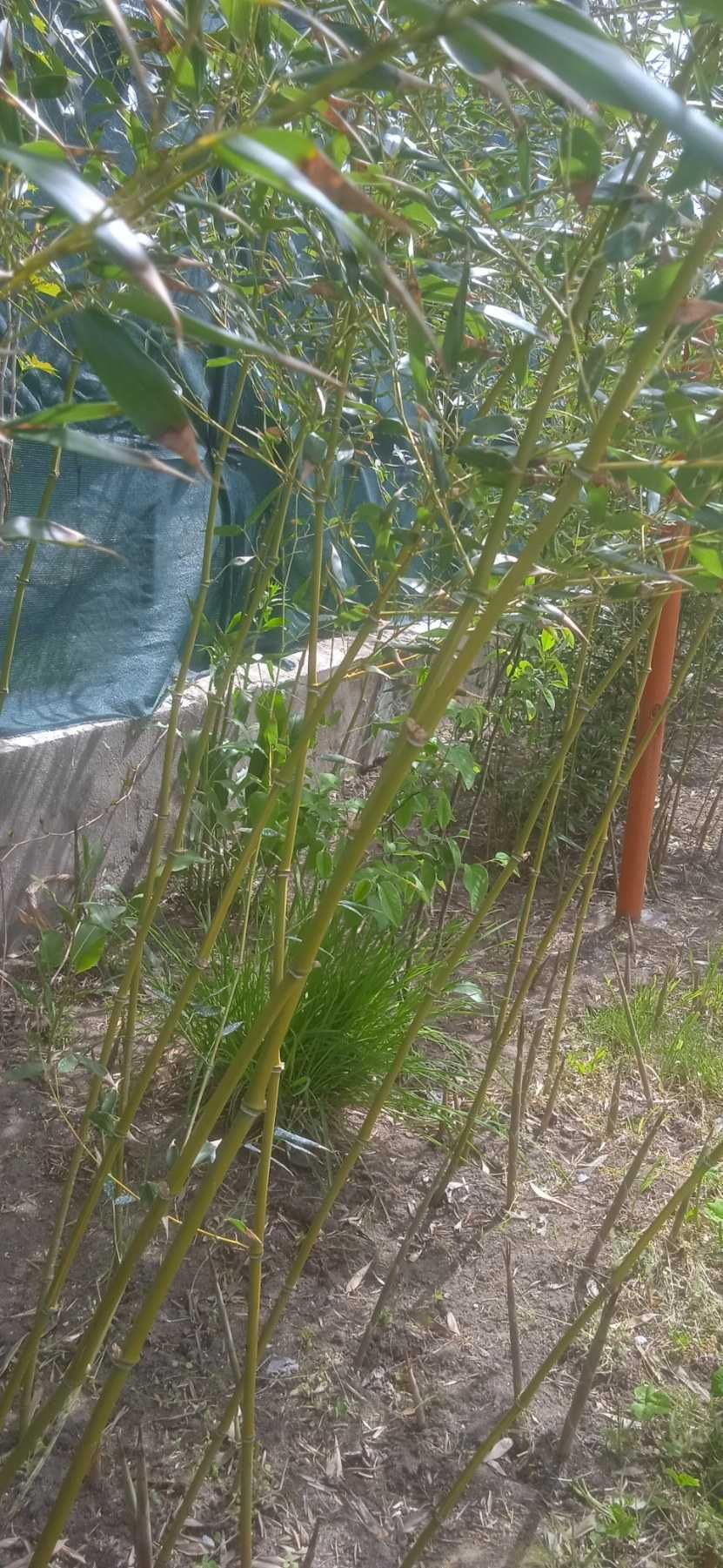 Бамбук ростки/саженцы