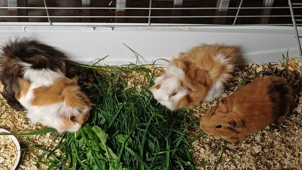 Świnki Morskie Kawie