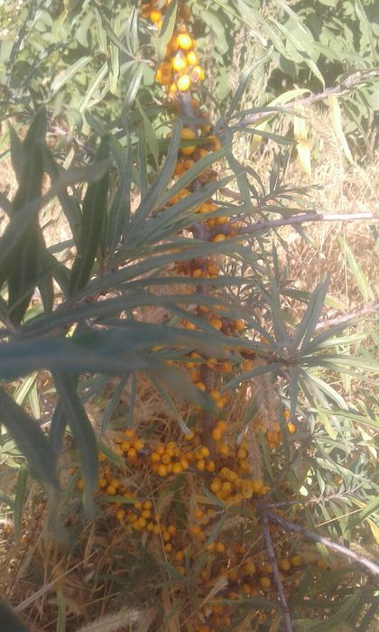 Продам саженцы облепихи.