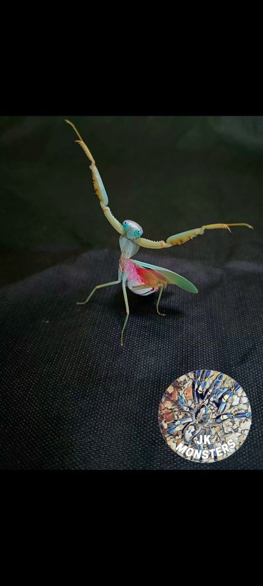 Modliszka Rhombodera stalli+gratisy
