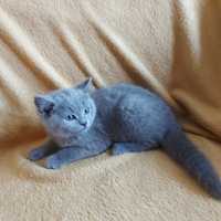 Kot brytyjski krótkowłosy niebieski