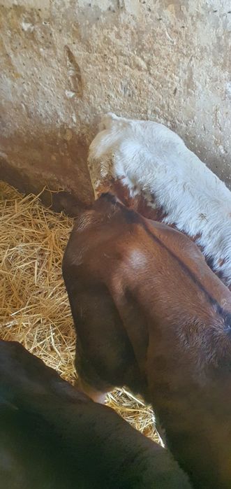 Cielęta mięsne cielaki mm hf samodzielne polskie gospodarstwo i na mle