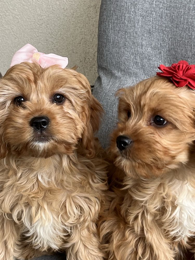 Cudowna suczka cavapoo gotowa do odbioru